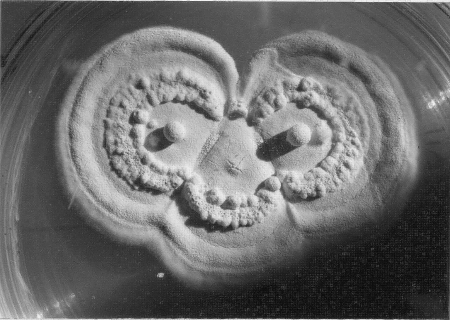 Three colonies of Beauveria bassiana growing together provide a portent of the usefulness of entomopathogenic fungi to manage pest insect populations.